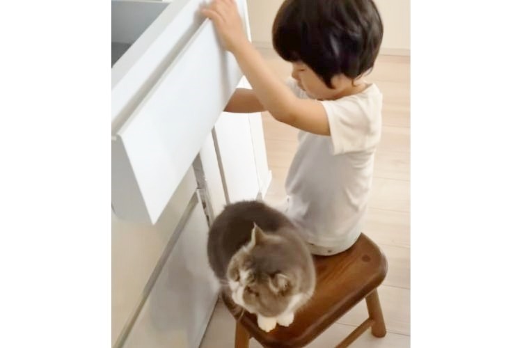 冷蔵庫の前に居座る猫