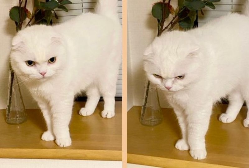 「怒っているの！」警戒するとハンサムになる白猫くんの表情に注目