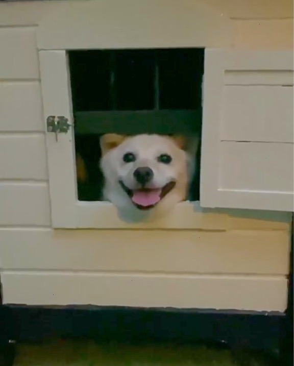 犬　窓から笑顔