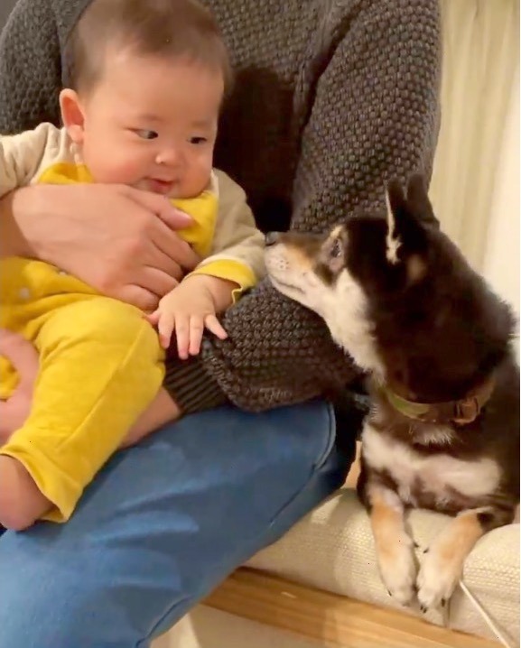 犬　赤ちゃんと見つめ合う