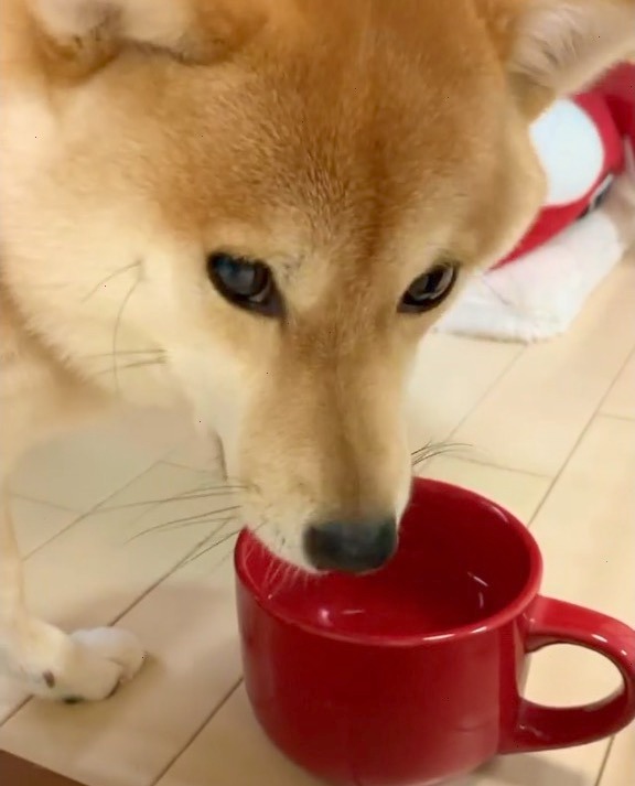 犬　水飲む　赤いカップ