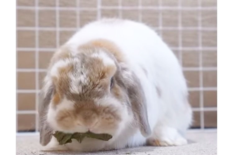 ブロッコリーの葉を食べるウサギ