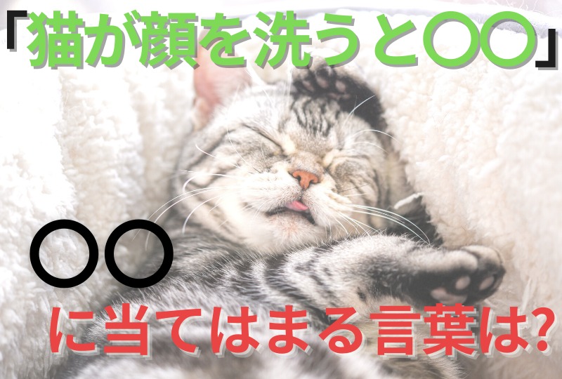 【猫の雑学クイズ】「猫が顔を洗うと〇〇」の〇〇に当てはまる言葉は？
