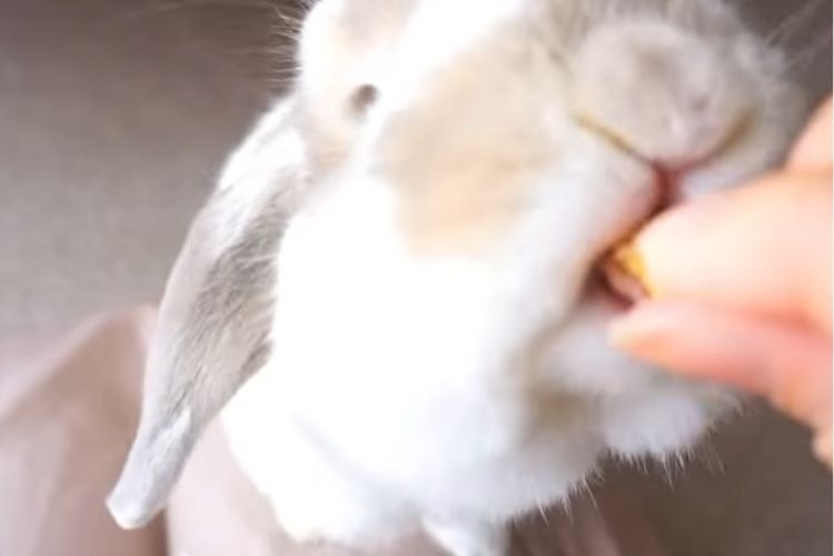 乾燥モモを食べるウサギ