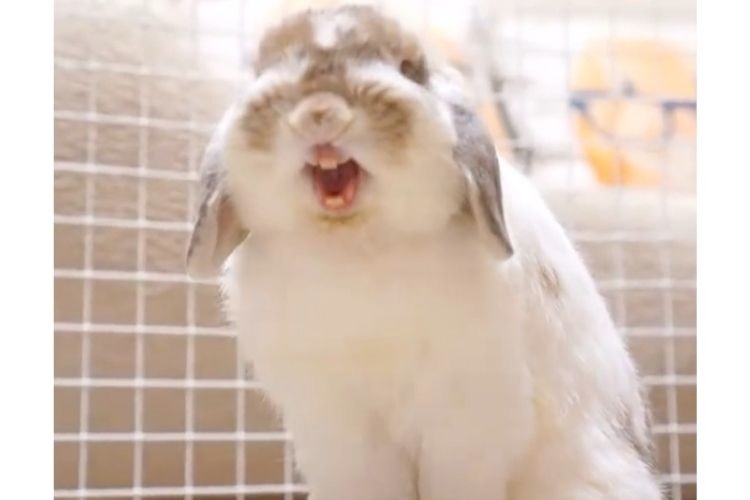 あくびをするウサギ