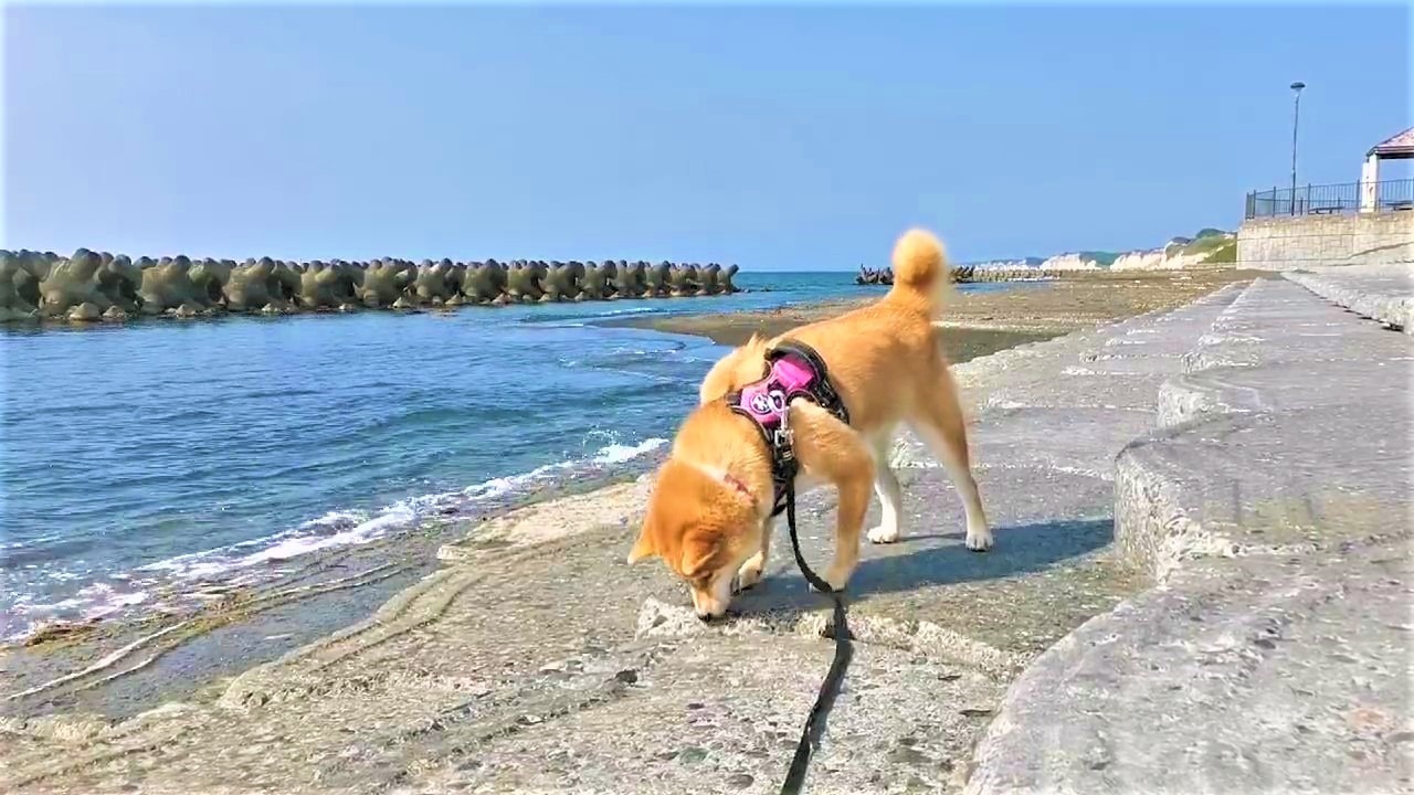 犬　海