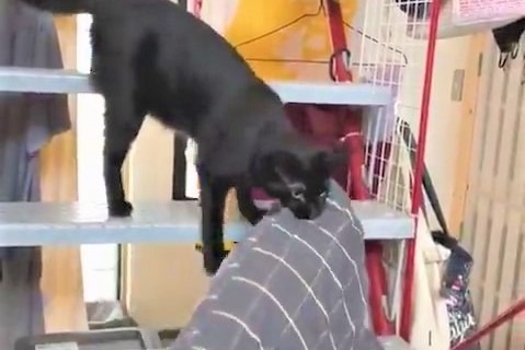 階段だってへっちゃら！大きな枕どうしても運びたい黒猫さんが話題