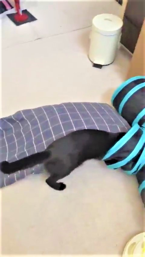 猫　枕