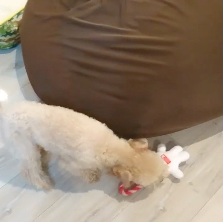 犬　おもちゃで遊ぶ
