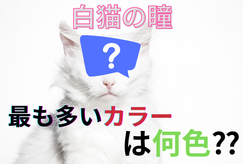 【猫の雑学クイズ】白猫の瞳のカラーで最も多いのは？