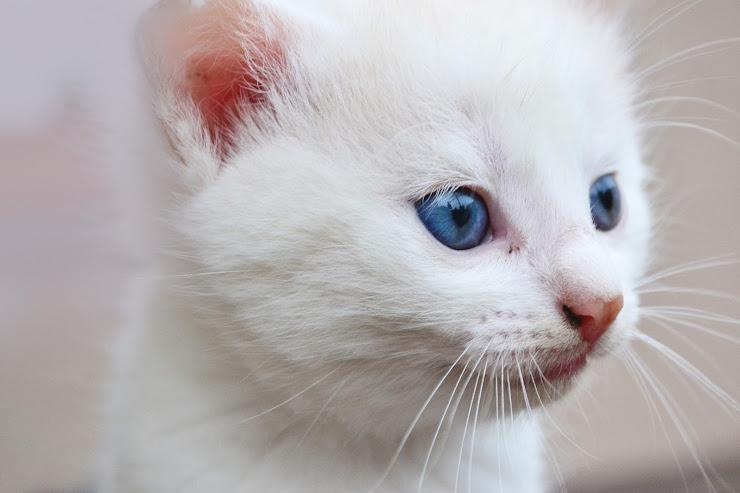 青い目の猫