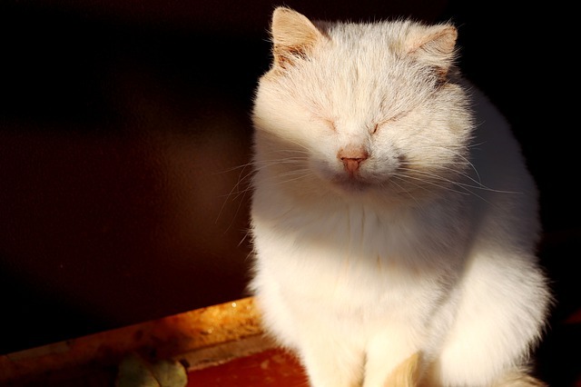 眩しそうな白猫