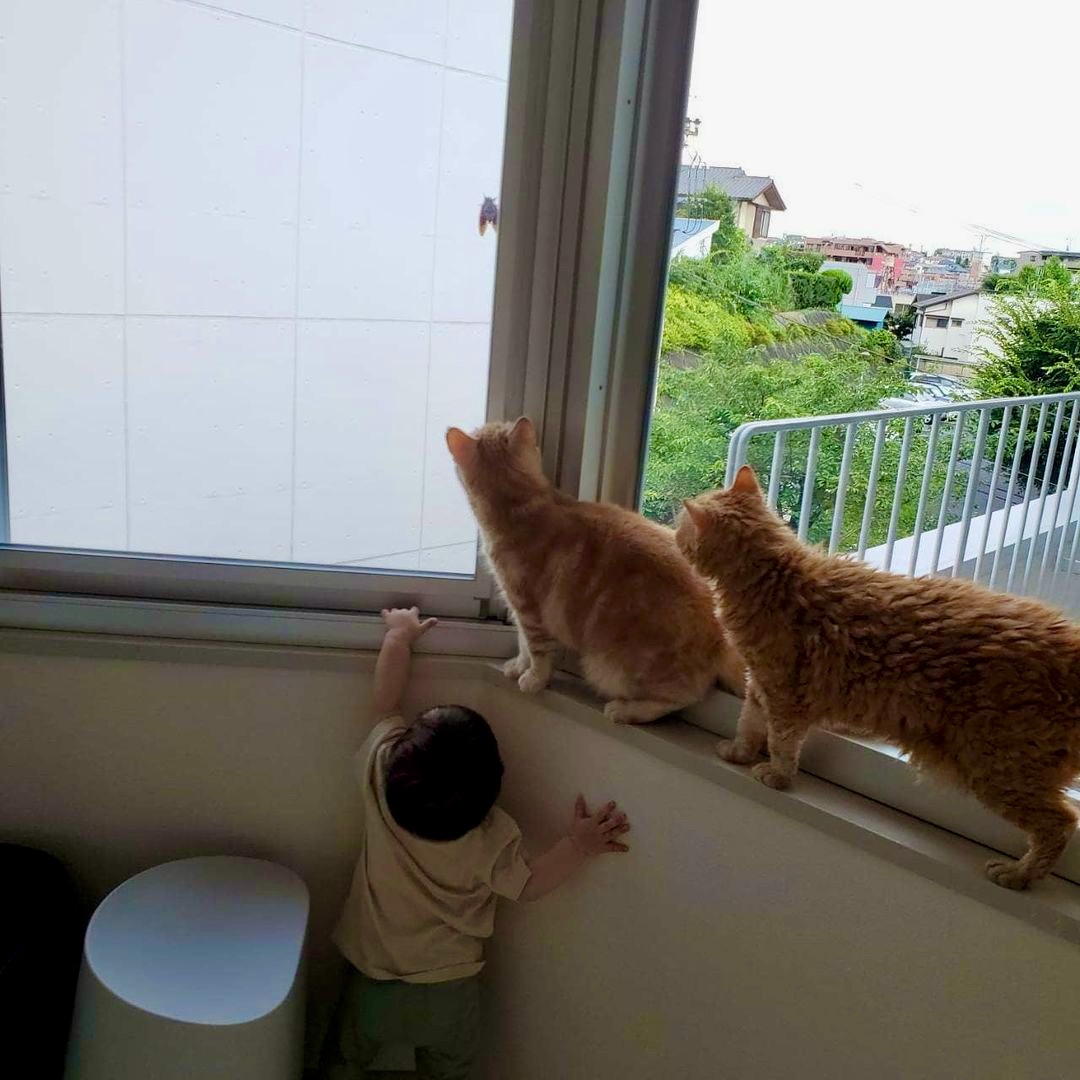 猫　セミ　窓