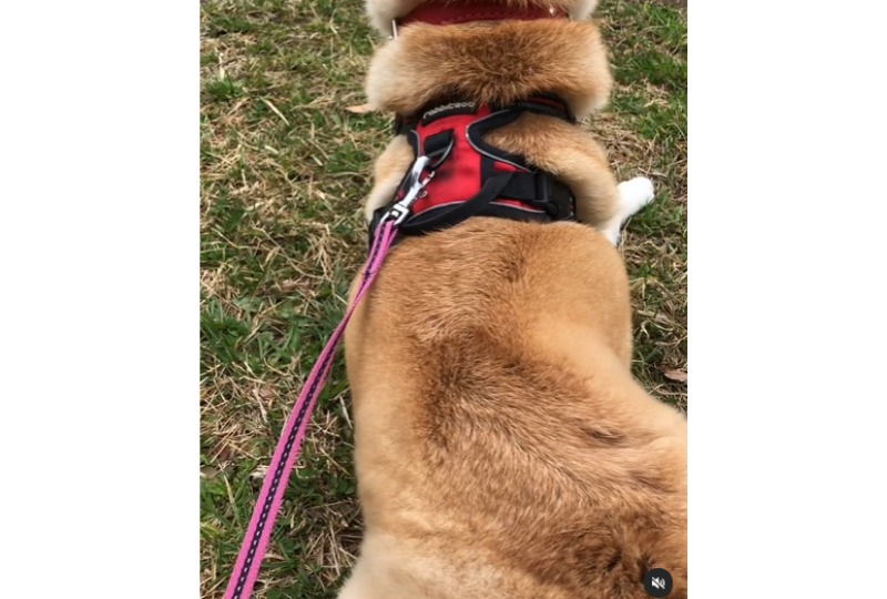 芝生で休憩する柴犬