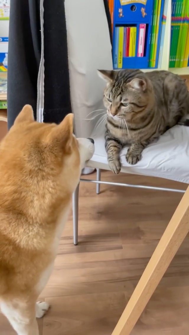 猫　やめてと犬に言う