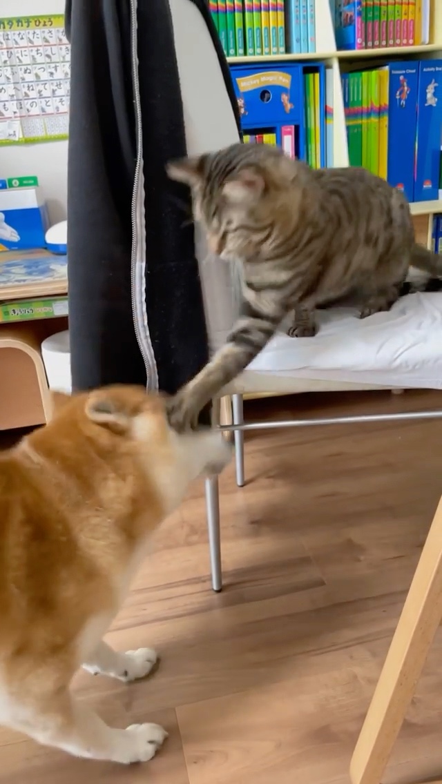 猫　やめてと猫パンチ