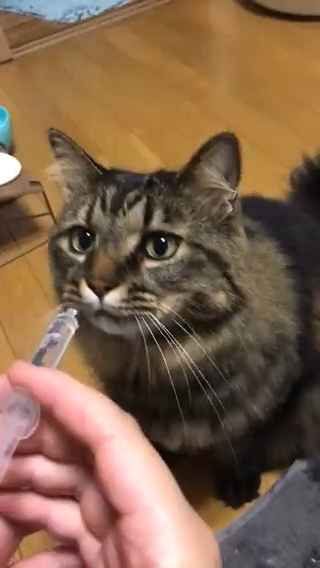 注射器を見つめる猫