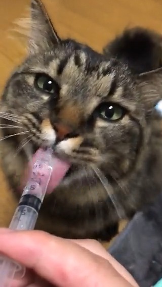注射器で水を飲む猫