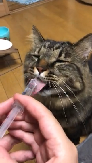 注射器で水を飲む猫