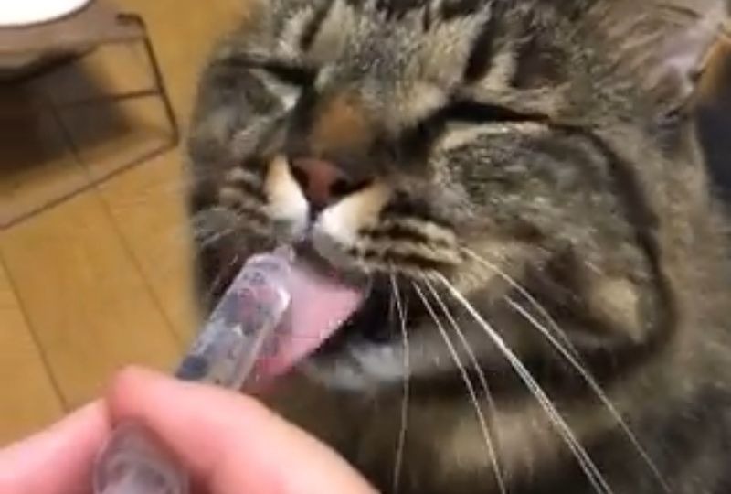 中身はただのお水なのに…。恍惚とした表情で注射器の水を飲む猫さんが可愛すぎると話題！