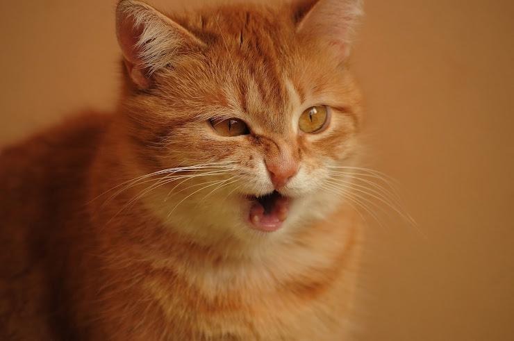 くしゃみをする猫