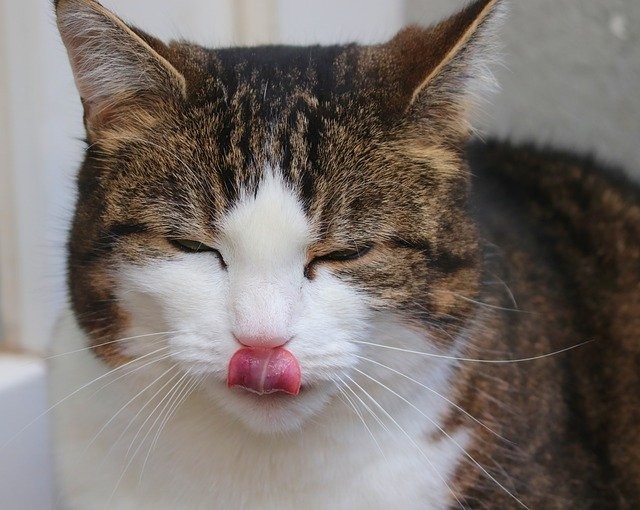 舌が出てる猫