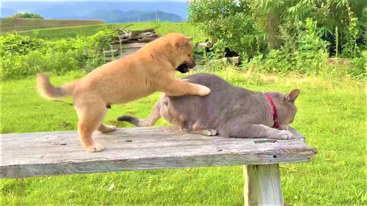 「ねぇ遊ぼう！？」猫さんに猛アタックをする柴犬の子犬くん。爆笑必至の結末はいかに？
