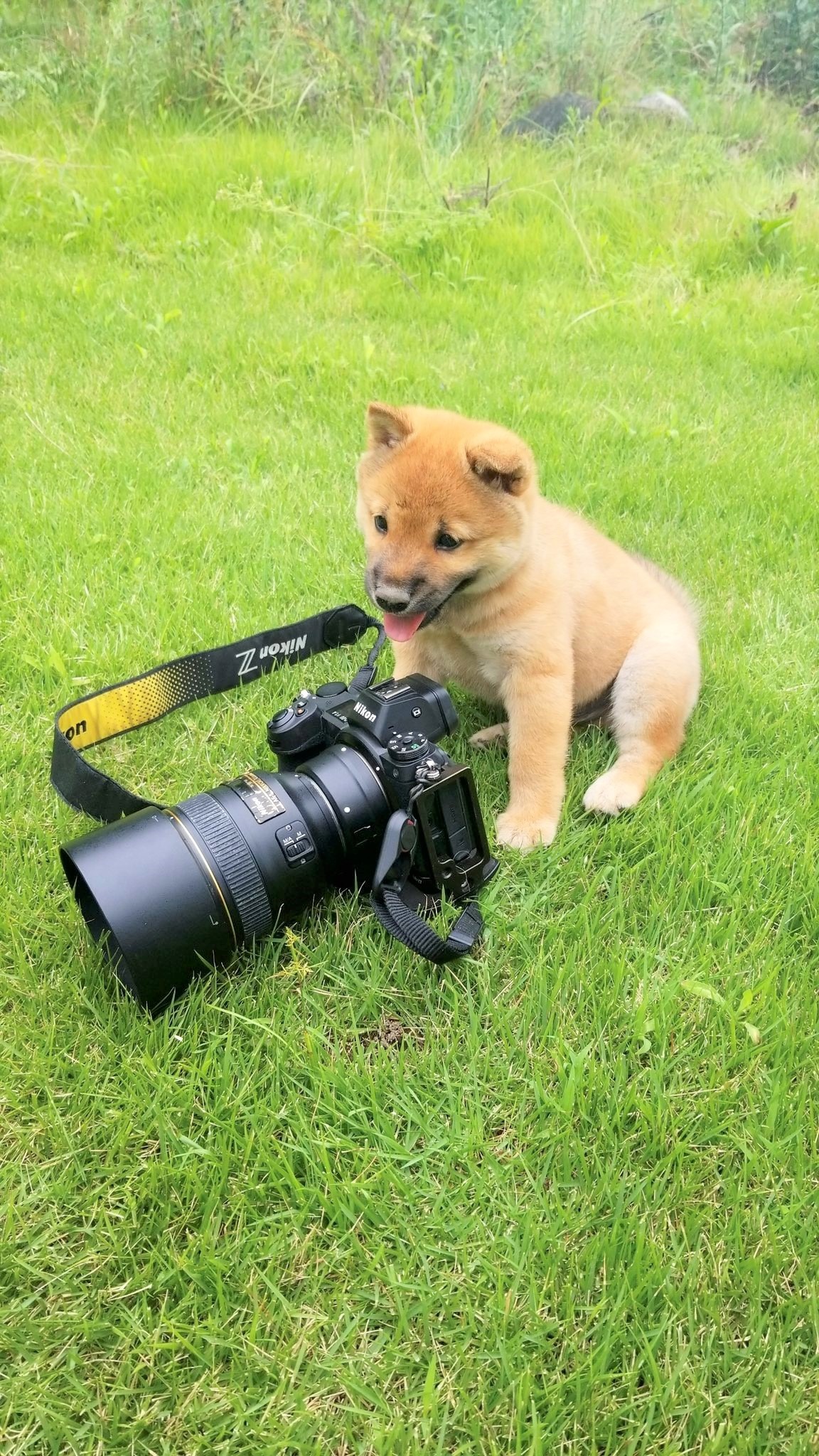 犬　カメラ