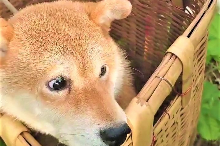 「怖くて振り返れない…。」柴犬さんの絶体絶命状態の動画が130万回再生突破！