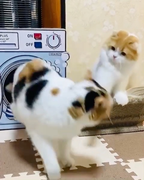 猫　洗濯機