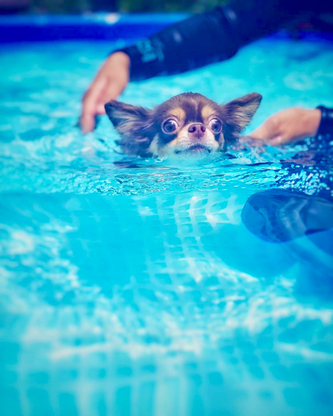犬　泳ぐ　楽しそう