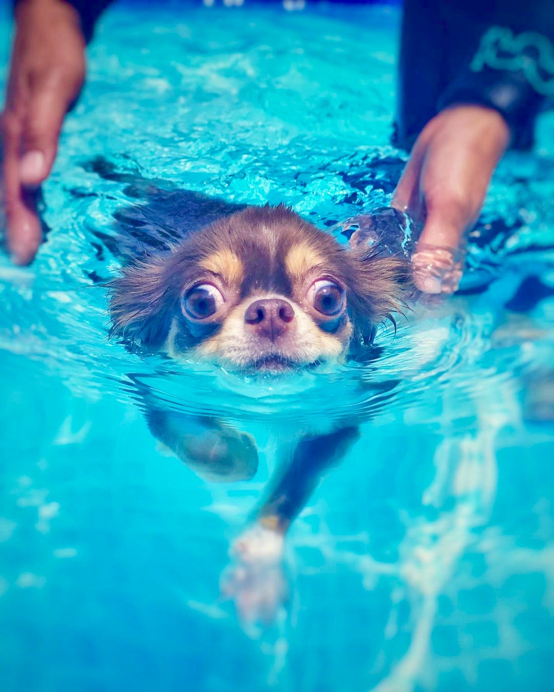 犬　泳ぐ　スイスイ