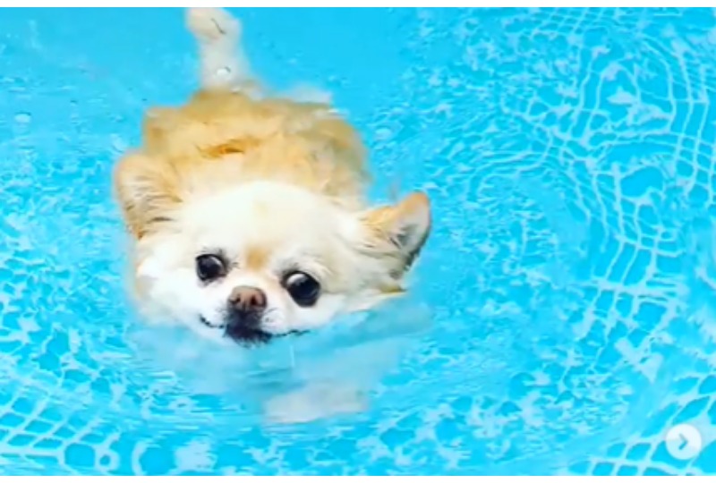 犬生初泳ぎに挑戦するシニアワンコさん。大きなおめめが必死さを物語ってます…！
