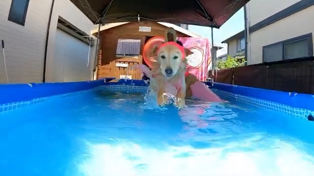 犬　プール
