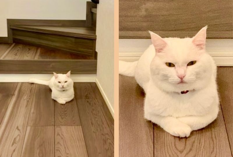 「ただでは通さぬ！」階段前にただずむ白猫さんのラスボス感が半端ない！
