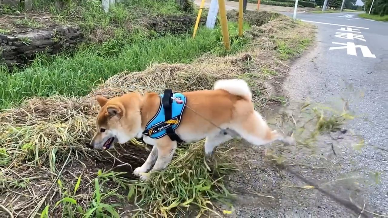 草を蹴り上げる柴犬