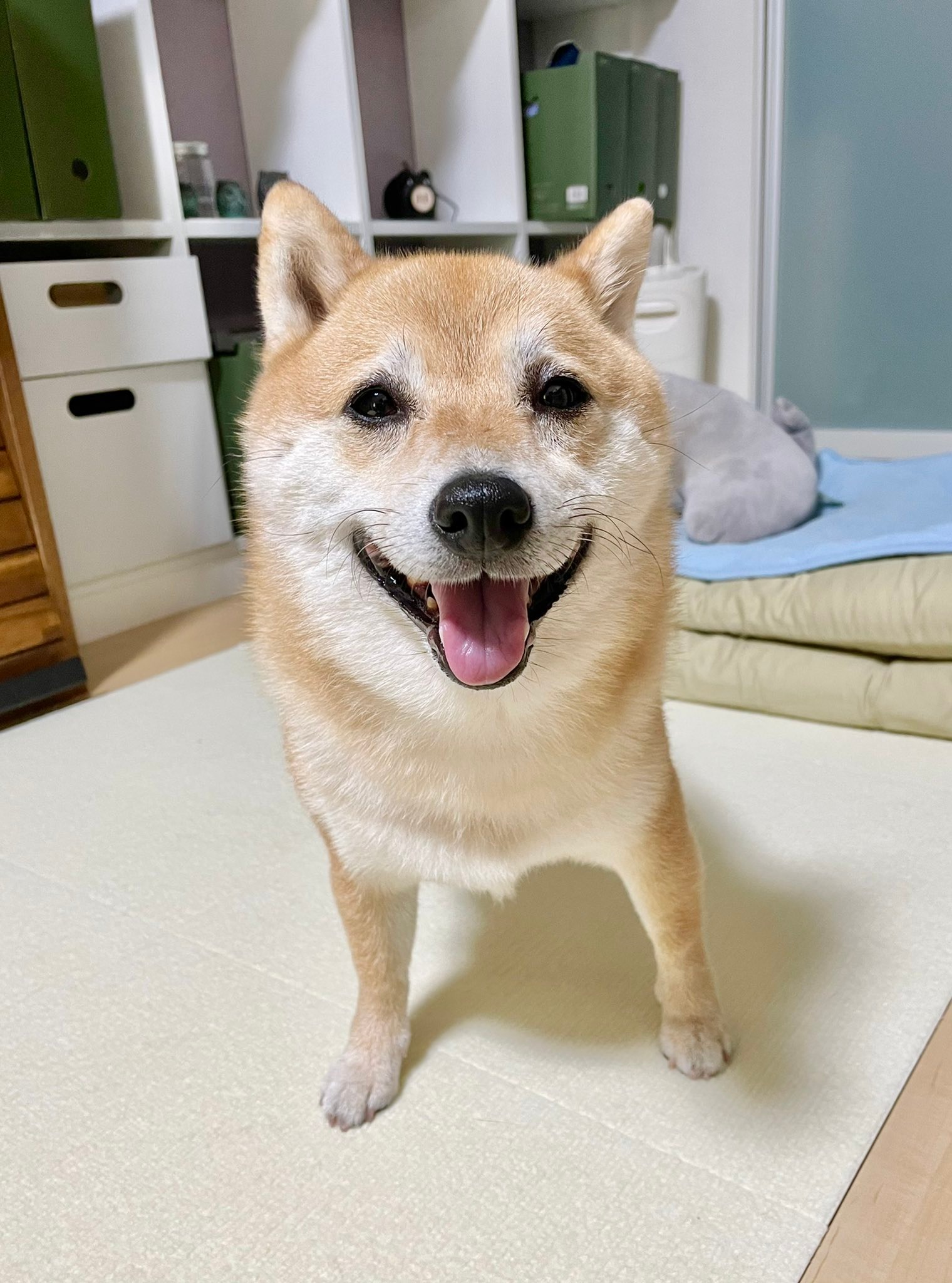 笑顔を浮かべる柴犬