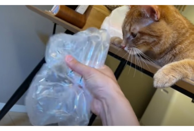 梱包材に興味のない猫
