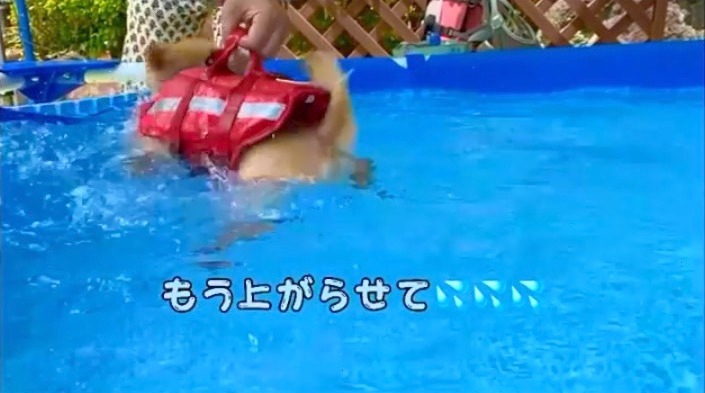 犬　プール　上がりたい