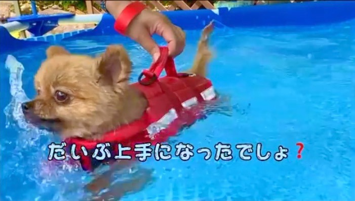 犬　プール　泳ぎが上達