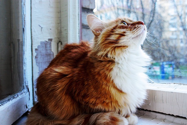 外を見る長毛猫