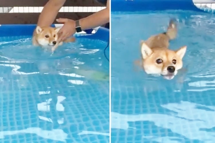 プールで泳ぐ柴犬