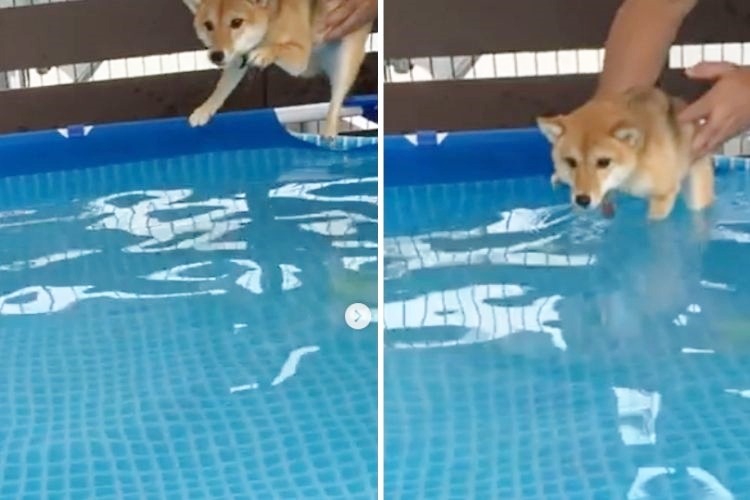 プールに入る柴犬