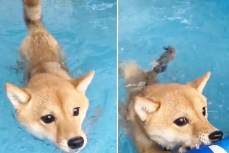 プールで泳ぐ柴犬