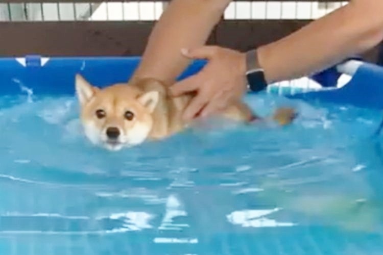 プールに入る柴犬