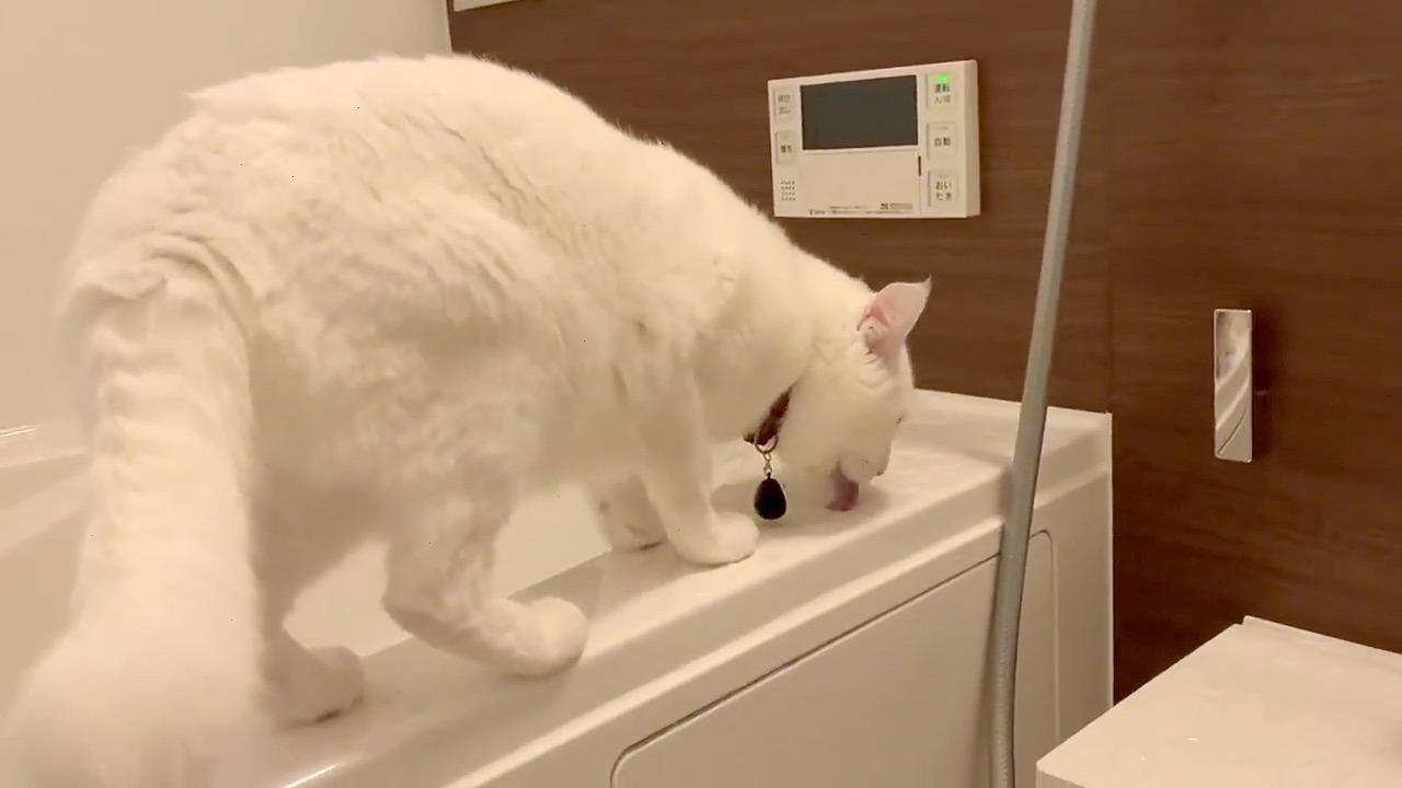 猫　風呂水　飲む
