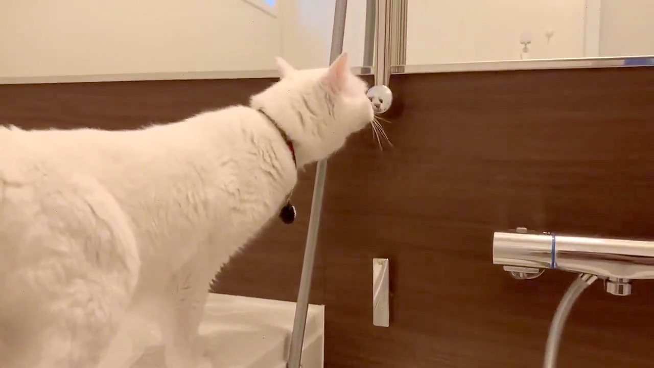 猫　鏡に自分の顔