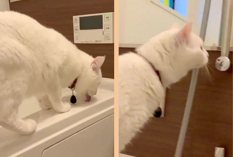 お風呂の水を旨そうに飲む白猫さん。独占したくて鏡に映る猫にイラッ!?
