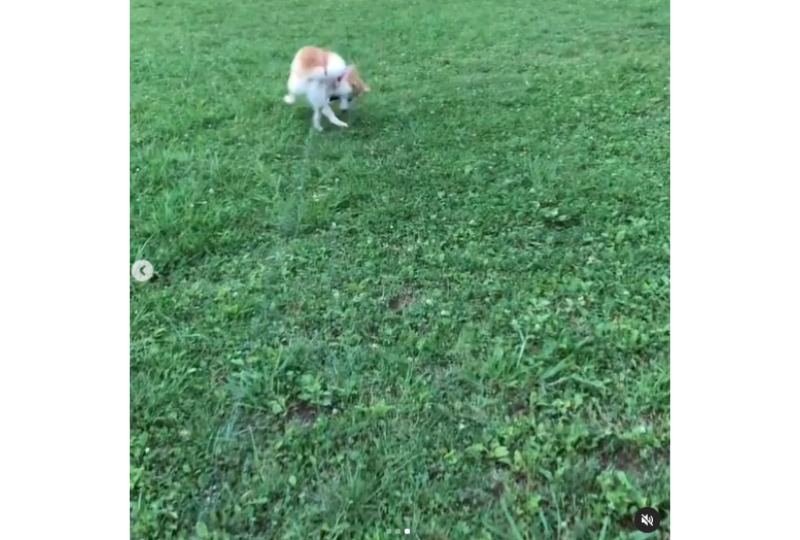 秒でボールを捉える柴犬。