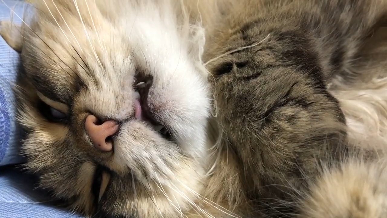 口を開けて寝ている猫